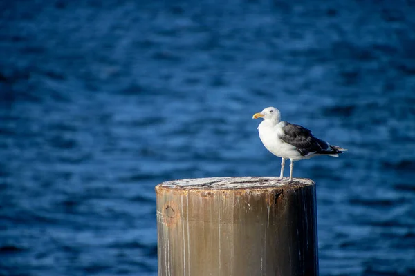 Industrilandskap Vacker Solnedgång Fältet Baltiska Havet Med Kol — Stockfoto