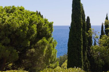 Çevrede yeşil ağaçlar Deniz kıyısında doğa