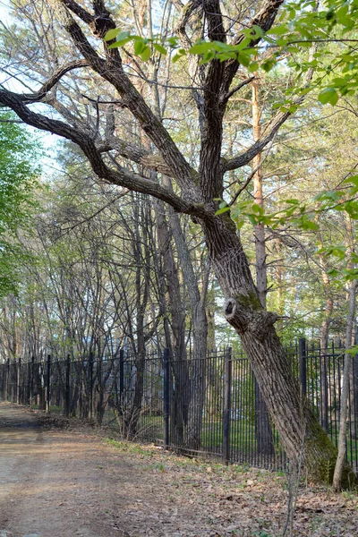 Лісова Дорога Весняна Ялинка — стокове фото