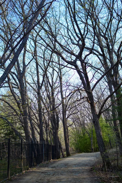 Orman Yolu Parktan Geçiyor — Stok fotoğraf