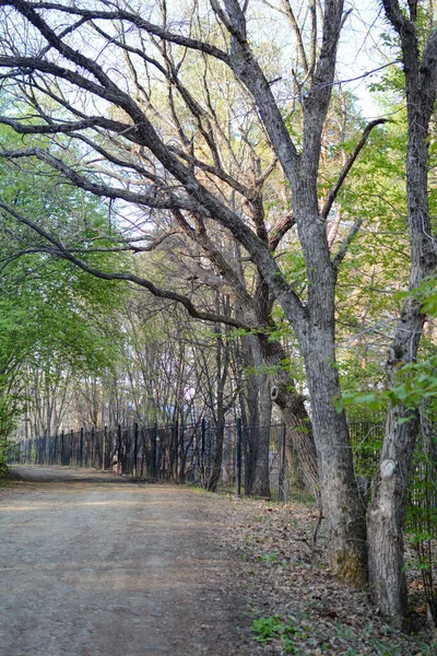 Drzewa Leśne Wiosenne — Zdjęcie stockowe