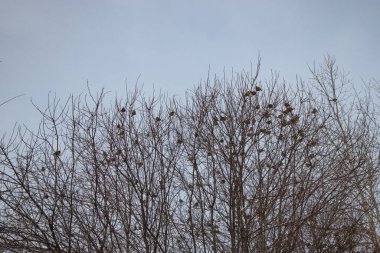 Serçeler yaprakları olmayan bir dalda otururlar. Sonbaharda ya da kışın bir dalda serçeler
