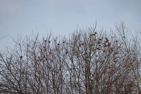 Sparrows Senta Ramo Sem Folhas Pardais Ramo Outono Inverno — Fotografia de Stock