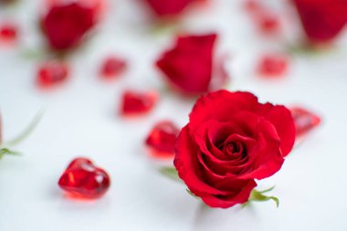 Red roses as a gift for Valentine's Day