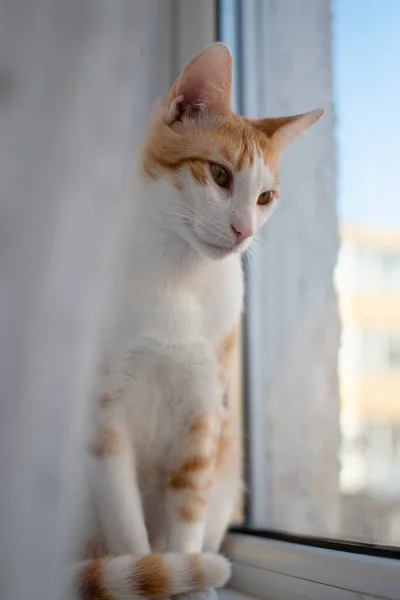 Hauskatzenporträt Fenster lizenzfreie Stockfotos