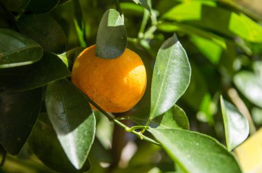 Ağacın yaprakları arasında turuncu