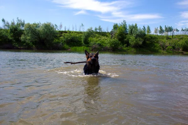 German Shepherd bathes in the Ishim river