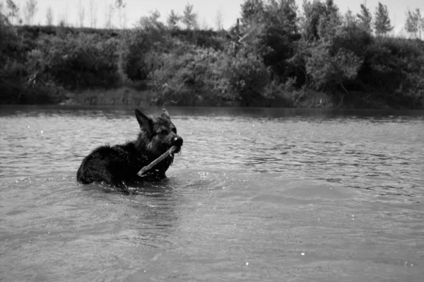 Alman çoban köpeği Ishim nehrinde yıkanır.