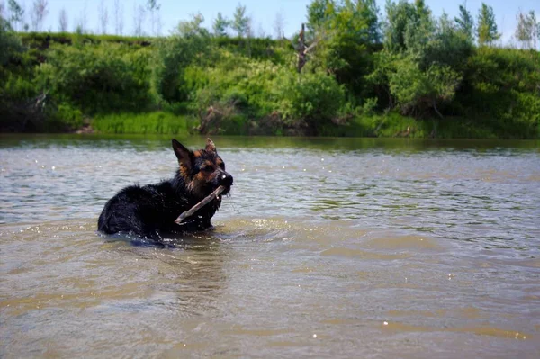 Alman çoban köpeği Ishim nehrinde yıkanır.
