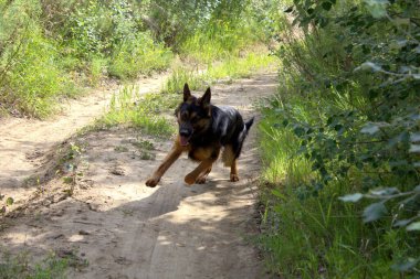 Yeşil çimenlikteki köpek bokeh efektli, ön ve arka plan bulanık