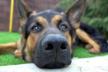 Yeşil çimenlikteki köpek bokeh efektli, ön ve arka plan bulanık