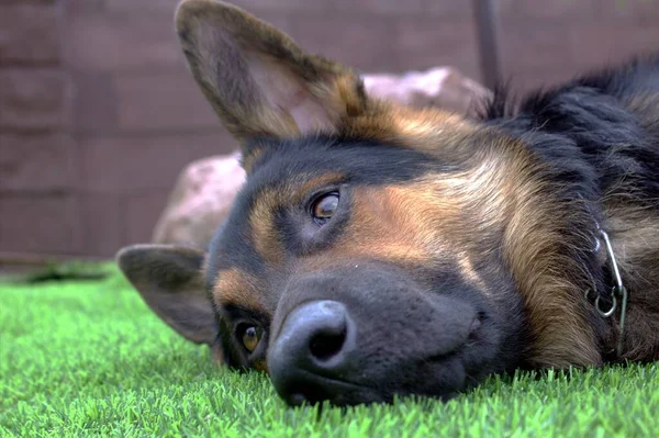 Dog Green Lawn Bokeh Effect Front Back Background Blurred — Photo