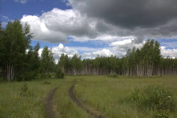 Birch Trees Northern Kazakhstan Foreground Background Blurred — стоковое фото