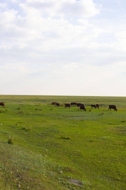 Endless steppes of northern Kazakhstan, front and back background blurred