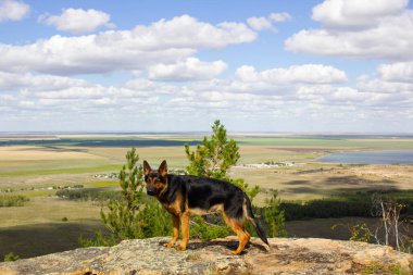 German Shepherd on a walk in northern Kazakhstan