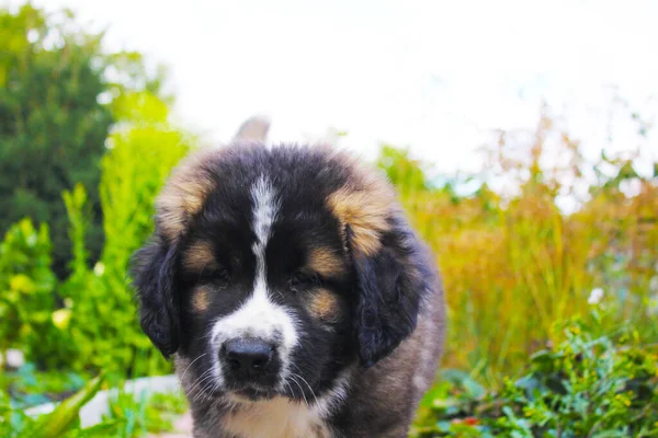 白人羊飼い子犬とともにBocheh効果 — ストック写真