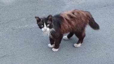 Sokakta yaralı bir kedi.