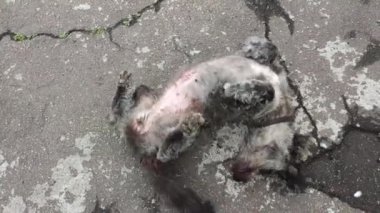 Mutlu köpek yerde yuvarlanıyor