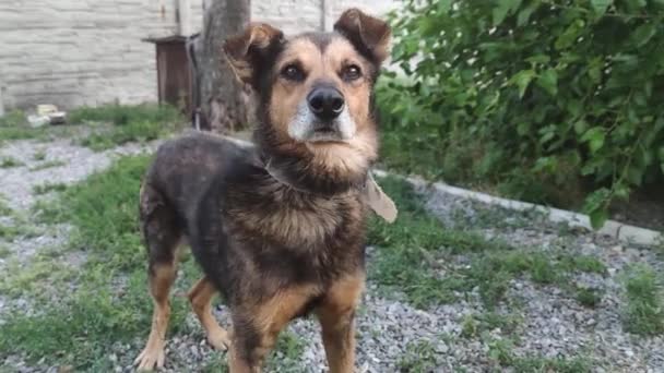 Ladridos de perro en la cadena — Vídeo de stock