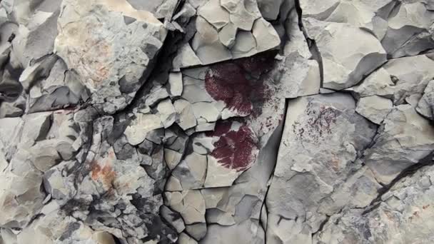 地質学の概念。古い割れた石 — ストック動画