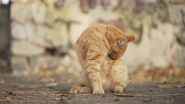 Rode kat op straat wast en jeukt — Stockvideo