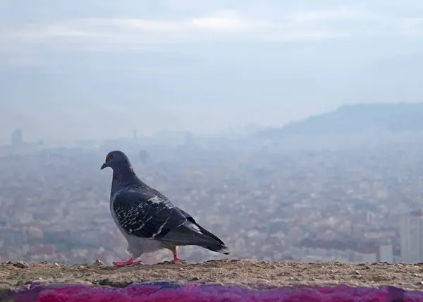Barcelona 'nın güzel manzarası