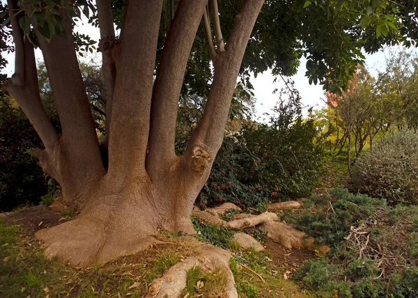 Güzel sihirli ağaç ve doğa