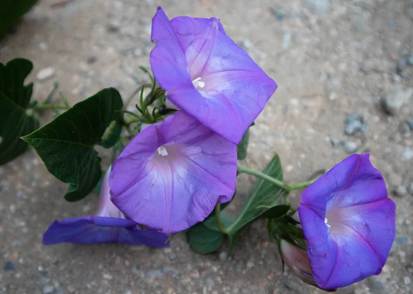 Yerdeki mavi çiçekler