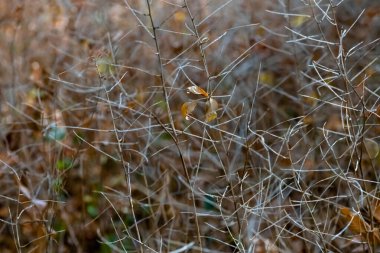 Yapraksız ince sonbahar dalları