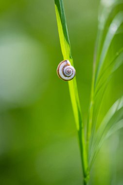 Yeşil bir yaprak üzerinde küçük bir salyangoz. Küçük bir salyangoz kabuğu. İş üstünde sürünen bir salyangozun makro çekimi..