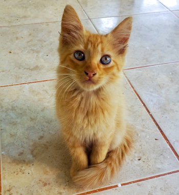 Şirin Kedi sessizce duruyor.