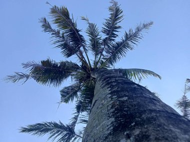 tropik hindistan cevizi ağacı mavi gökyüzü