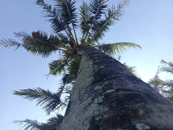 Cocotero Tropical Cielo Azul —  Fotos de Stock