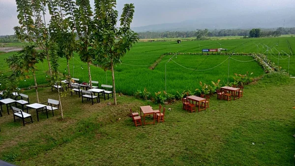 Grüne Reisfelder Landschaft — Stockfoto