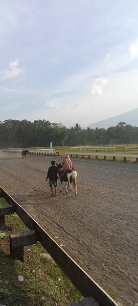 Cavalo Campo Corrida Com Fundo Montanha — Fotografia de Stock