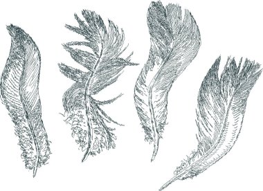 Çeşitli güvercin tüylerinin vektör çizimleri