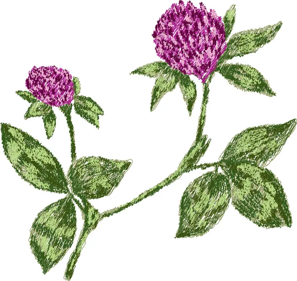 Vector Contour Beschrijfbare Tekening Van Wilde Bloem Klaver — Stockvector