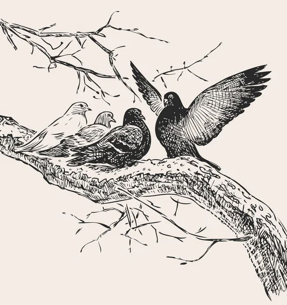 Freehand Drawing Pigeons Tree Branch Springtime — Stockový vektor