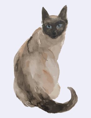 Watercolor vector drawing of domestic purebred siamese cat