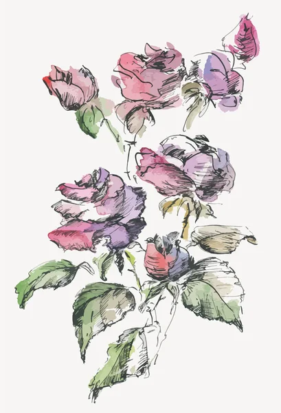 Watercolor Ink Drawing Bouquet Delicate Roses Buds — Vector de stock