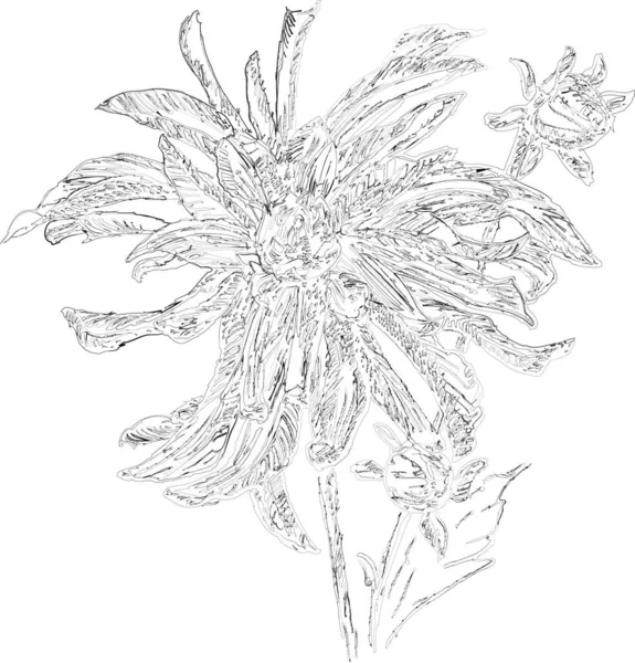 Набросок Векторного Рисунка Цветка Садового Астера Бутонами — стоковый вектор