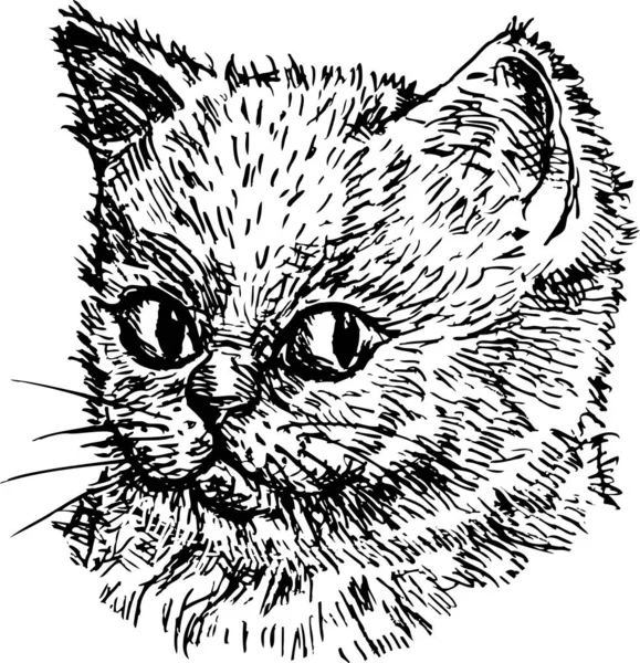 Szkic Głowy Słodkie Mały Kotek Domowy — Wektor stockowy