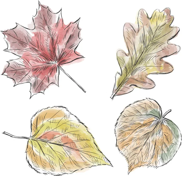 Skizzen Von Verschiedenen Herbstbäumen Blätter Mit Aquarell Gemalt — Stockvektor