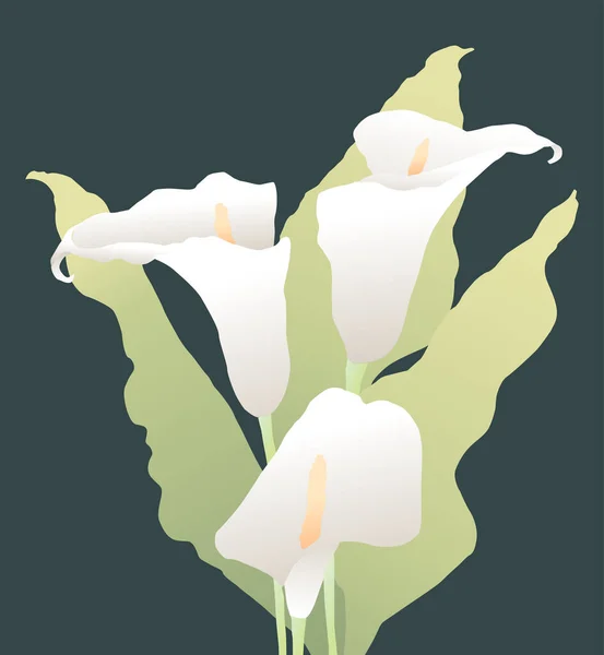 Immagine Vettoriale Bouquet Delicate Gigli Calla — Vettoriale Stock