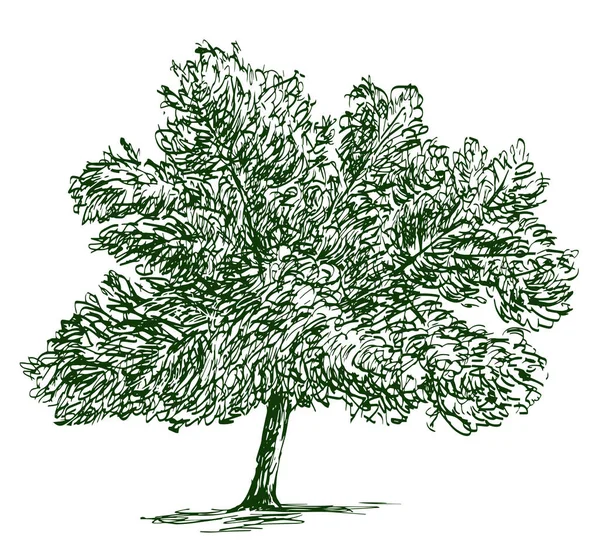 Σκίτσο Μονού Φυλλοβόλου Δέντρου Πλούσιο Φύλλωμα Καλοκαίρι — Διανυσματικό Αρχείο