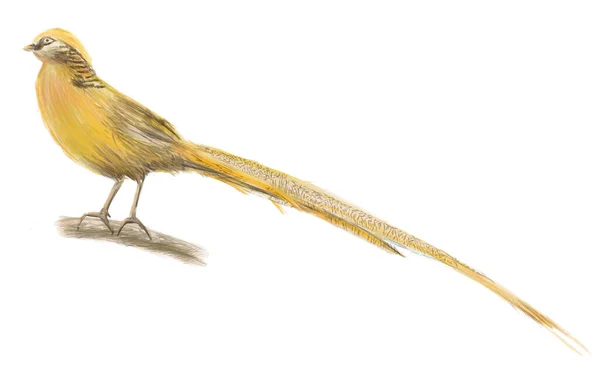 Beyaz Arka Planda Izole Edilmiş Sarı Sülün Kuşunun Fırça Çizimi — Stok fotoğraf