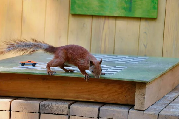 Waldhörnchen auf dem Kinderspieltisch im Park. — Stockfoto