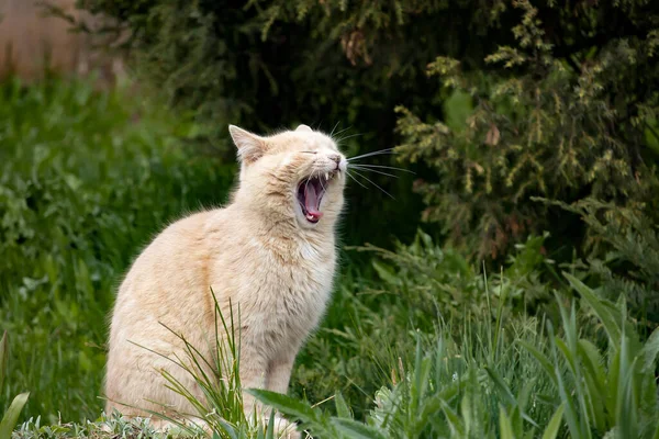 Drôle Chat Bâille Chat Couleur Claire Sur Fond Vert Légumes — Photo