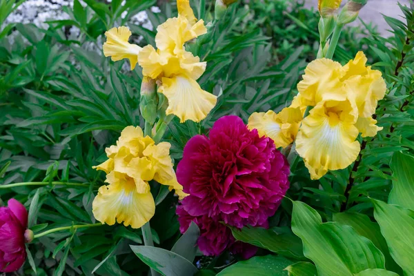 庭の美しい黄色の虹彩の花と赤い牡丹 — ストック写真