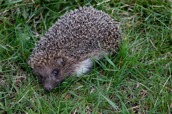 Komik bir kirpinin yakın çekimi. Vahşi bir hayvan kameraya bakar..